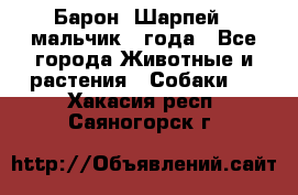 Барон (Шарпей), мальчик 3 года - Все города Животные и растения » Собаки   . Хакасия респ.,Саяногорск г.